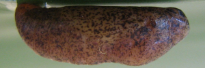 Pupae
